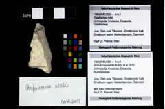 Foto (Objekt + Etikett) von Ambulocapsa altilis (Robins et al., 2013)  (NHMW-GEO-1990-0041-2930)
